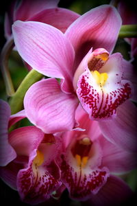 Close-up of pink orchid