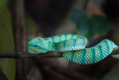 Borneo snake viper