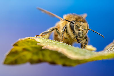 Close-up of bee pollinating flower