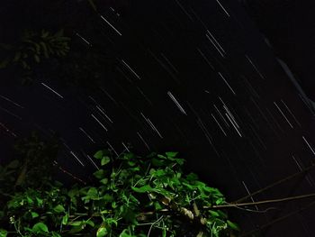 Close-up of plants at night