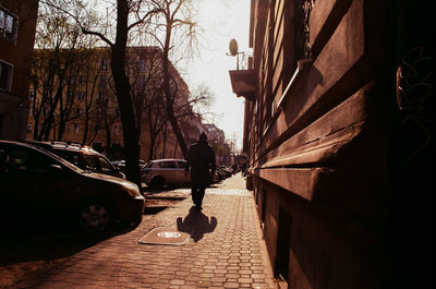 Vehicles on road along bare trees in city