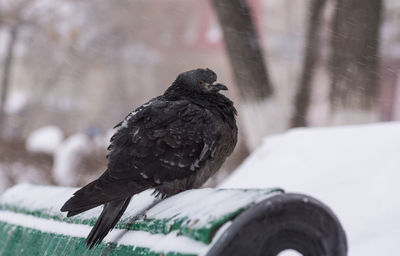 Close-up of bird perching on snow