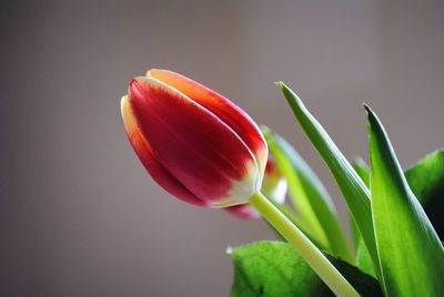 Close-up of pink flower