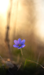 Close-up of purple crocus flower