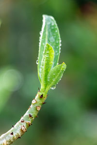 Close-up of green plant