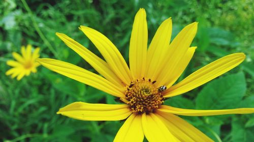 Close-up of bee on yellow flower