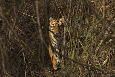 Portrait of cat on land