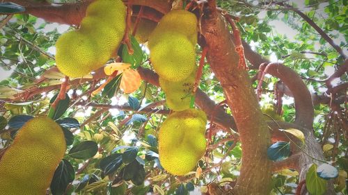 Low angle view of fruits hanging on tree