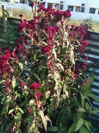 Close-up of red flowering plants