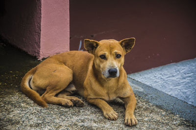 Portrait of dog sitting outdoors