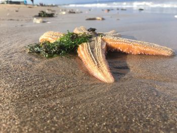Close-up of crab on beach