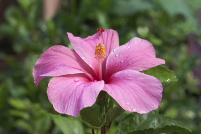 Close-up of wet pink flower