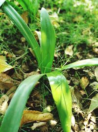 Close-up of plant growing in field