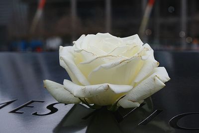 Close-up of white rose on table