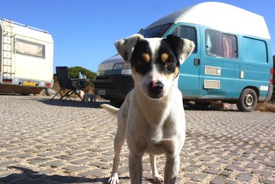 Portrait of dog by car