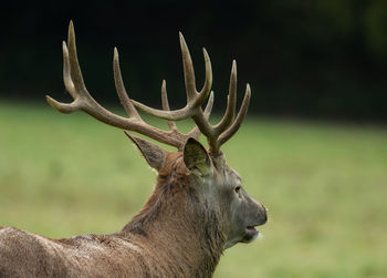 Stag standing on field