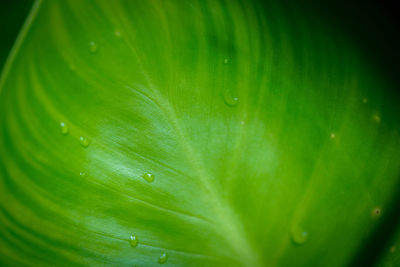 Close-up of raindrops on green leaves