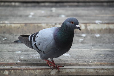 Close-up of pigeon perching on railing