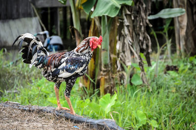 View of a bird on land