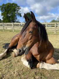 Horse on field against sky