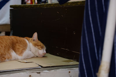 Close-up of a cat sleeping