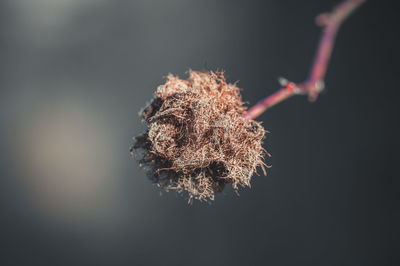 macro photography