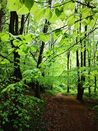 View of trees in forest