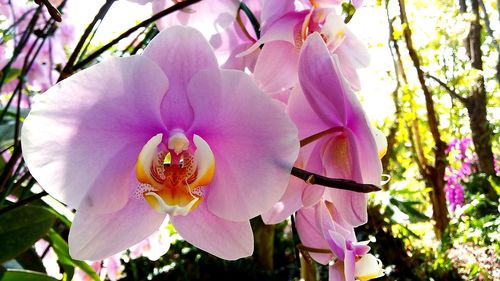 Close-up of fresh pink flowers against sky