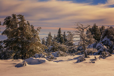 Trees on snow covered land against sky during sunset