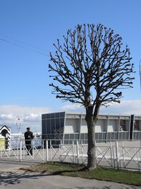 Bare trees against sky