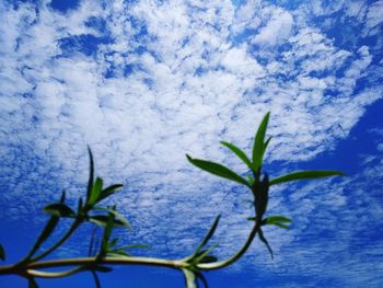 Close-up of plant against blue sky