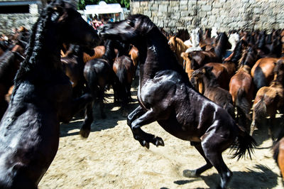 Horses running on ground