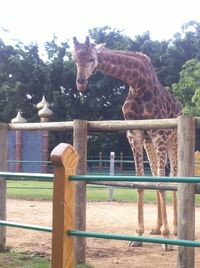 Horse in zoo