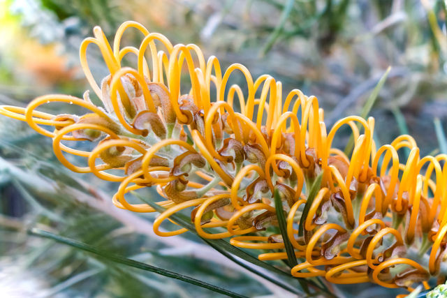 Close-up of yellow flower | ID: 108358439