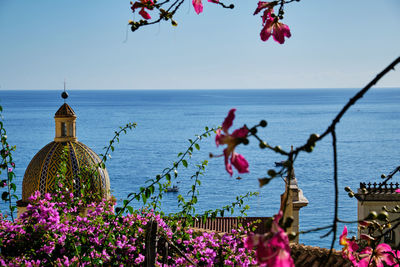 Pink flowering plants by sea against clear sky