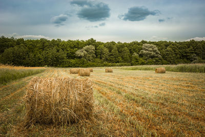 Round hay bales in a field, forest and cloudy sky