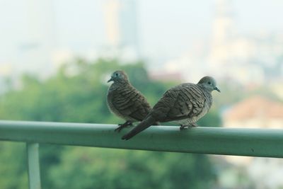 Close-up of bird perching on railing