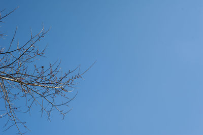 Low angle view of bare tree against clear blue sky