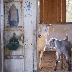 Goats standing at doorway