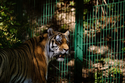 Close-up of tiger