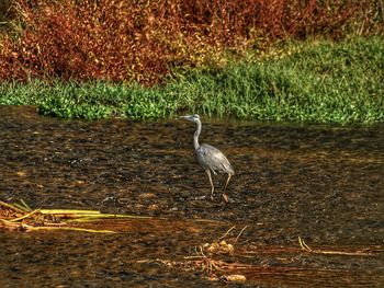 High angle view of gray heron on grass