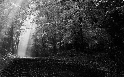 Trees in forest during autumn