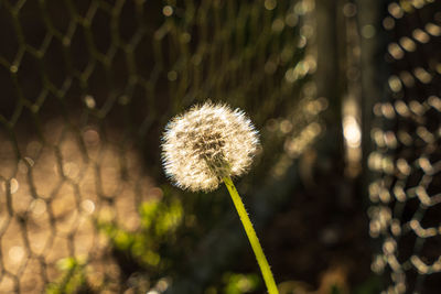 Close-up of dandelion