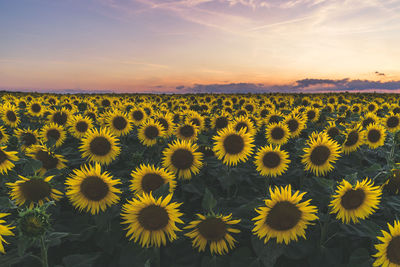 Scenic view of sunflower field against sky