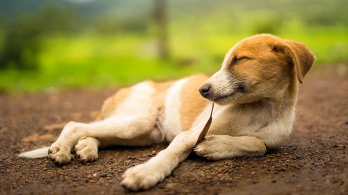 Dog resting on a field