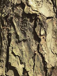 View of tree trunk