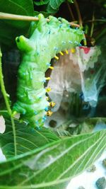 Close-up of green insect on plant