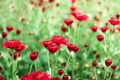 Close-up of red poppy flowers in field