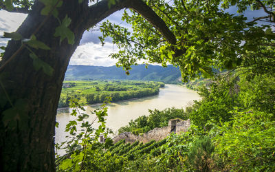 Scenic view of river amidst trees against sky