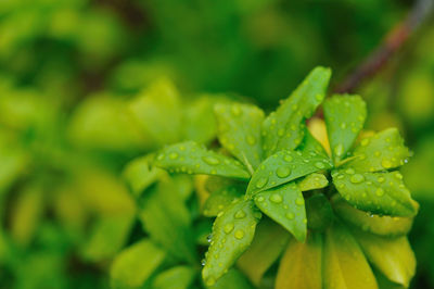 Close-up of fresh green plant